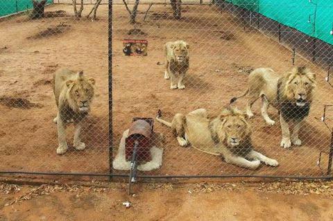 外国一项调查显示 75%的英国人希望禁止残酷的狩猎行为