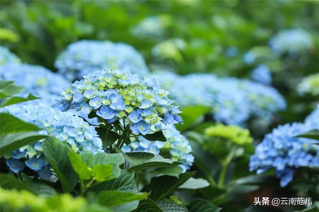 用鲜花征服世界，东南亚最好的花都出自晋宁这个村