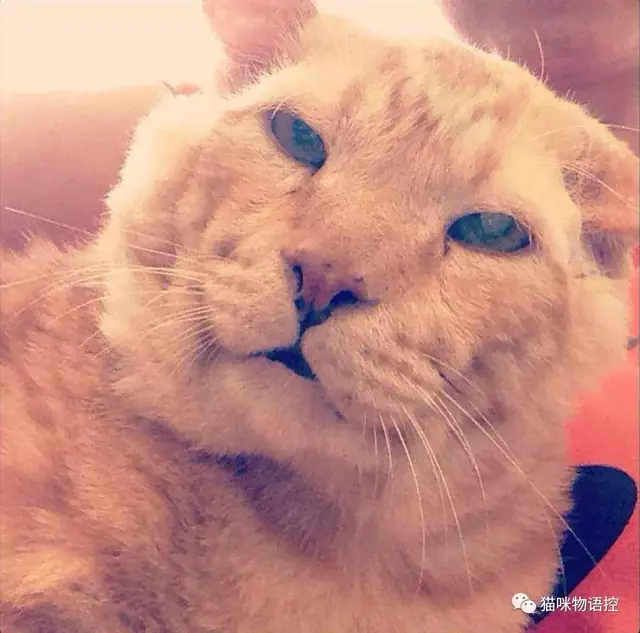 社会我猫哥猫狠话不多，这只橘喵“刀疤哥”就想问你服不服？