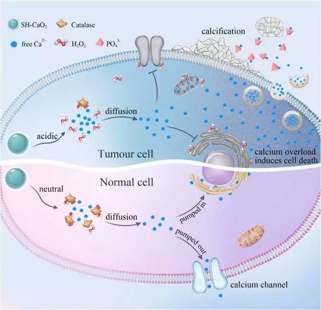 “钙帮”围攻肿瘤细胞！华东师大科学家团队发现抗癌新法