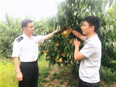 无锡海关助力阳山水蜜桃开启出口季