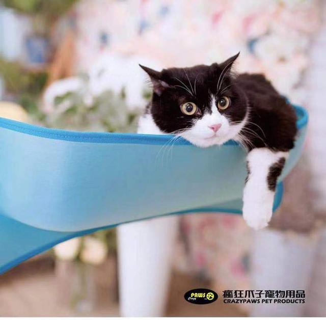 30年传统制造业经验加持 疯狂爪子如何再度“征战”国内宠物市场