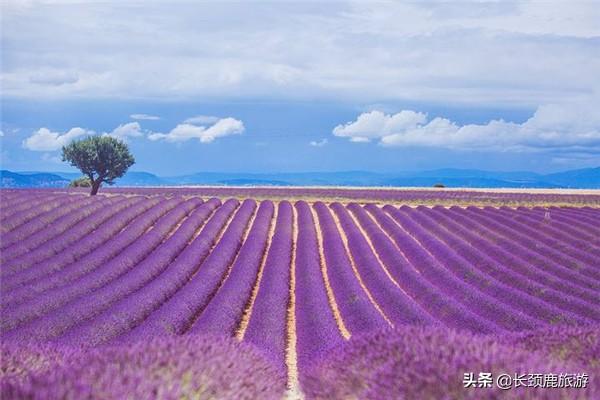 暑期带娃去哪玩？很多人不知道法国才是最好的选择