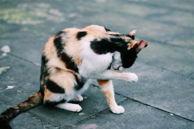全世界都爱“吸猫撸狗”，宠物保险如何为“主子”保驾护航？