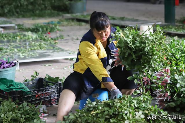 用鲜花征服世界，东南亚最好的花都出自晋宁这个村