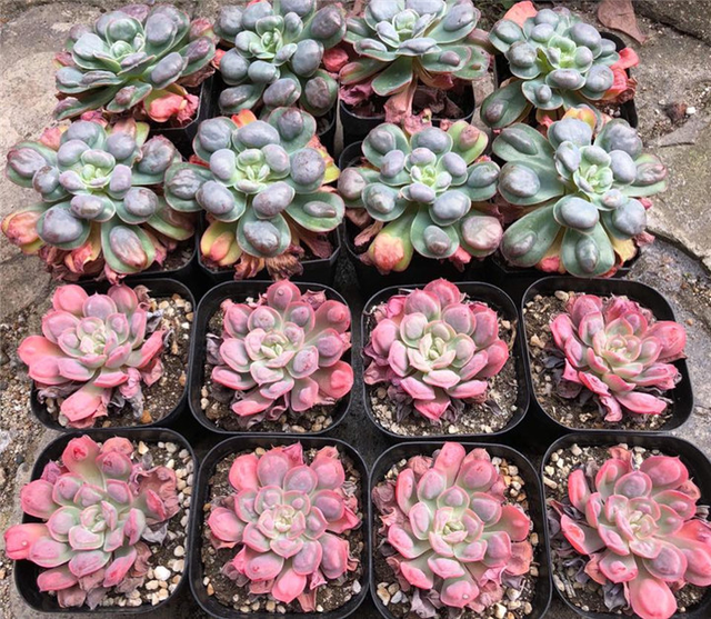 养多肉植物全世界流行？瞧瞧国外的多肉大棚长什么样！长见识