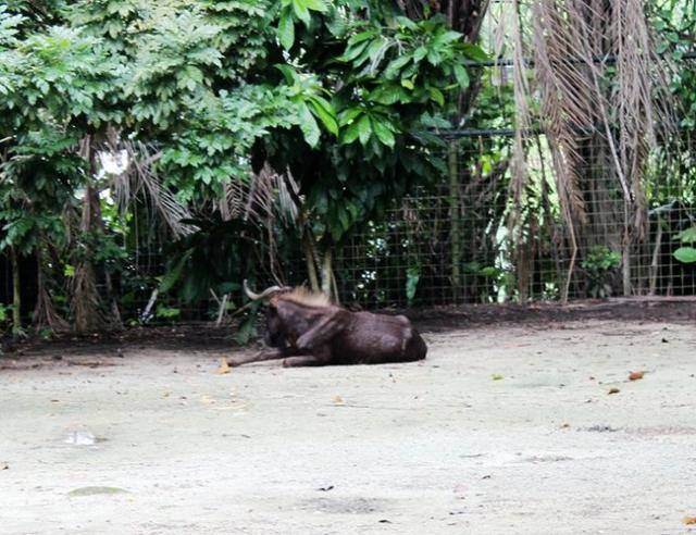 走进新加坡亚热带雨林 体验森林动物园王国 探寻亚马逊河奥秘