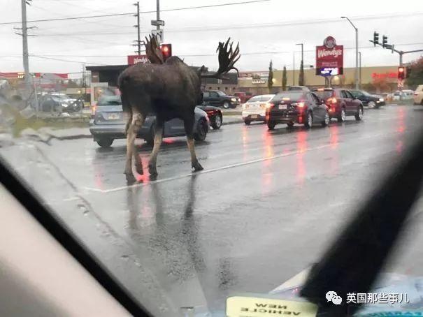 我去！在马路上猛然遇见庞然巨鹿？此景只应这里有啊