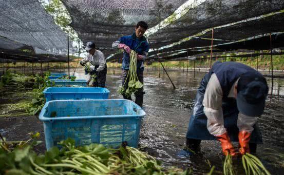为什么日本农民即使人员不足，也不愿雇佣外国劳动力呢？