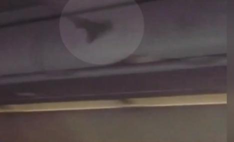 飞机起飞后客舱惊现蝙蝠 女旅客吓得躲进厕所