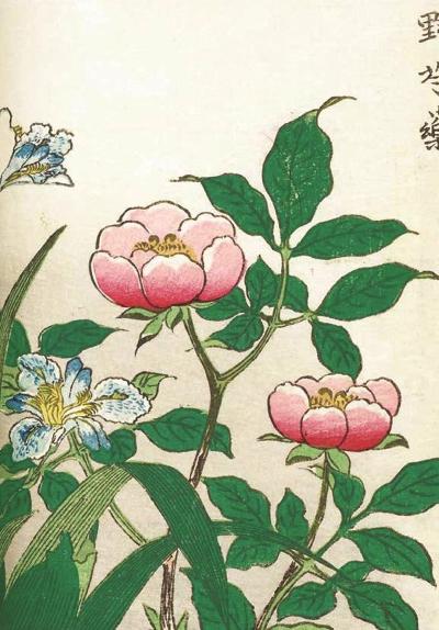 700年前，马可·波罗首次向欧洲描述了牡丹