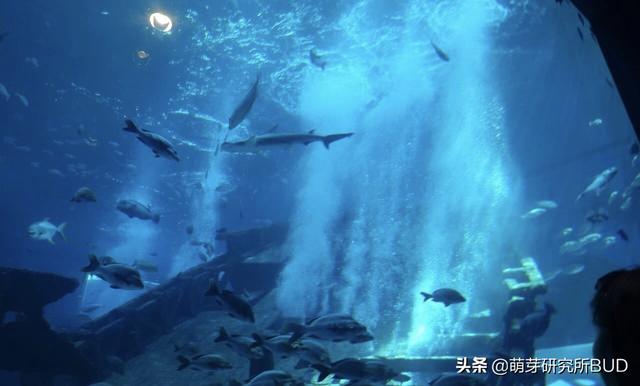 这个亚洲最大的热带水族馆，能给孩子上42个不同维度的环保课