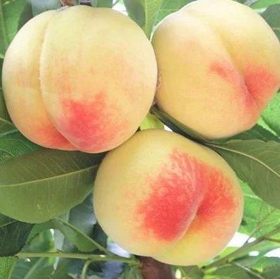 上央视、抖音获赞十几万……这颗桃子为啥这么火？
