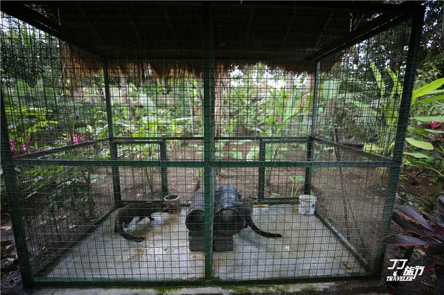 印尼旅游发现一杯咖啡500元，跟中国云南咖啡有什么不一样