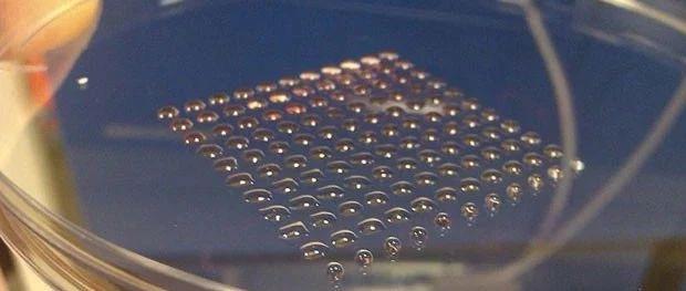 清华杜亚楠：3D微组织工程技术——干细胞微组织新药在再生治疗中的妙用