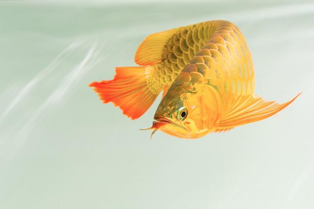 水族王者：龙鱼，你了解多少？