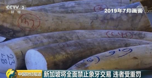 对象牙制品说“不”！新加坡将全面禁止象牙交易最高罚500万元