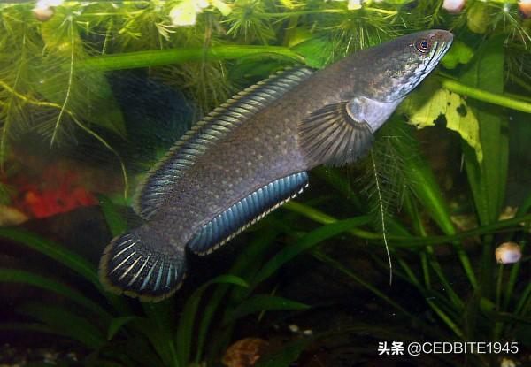 不死传说——最好养的观赏鱼系列之彩虹雷龙篇