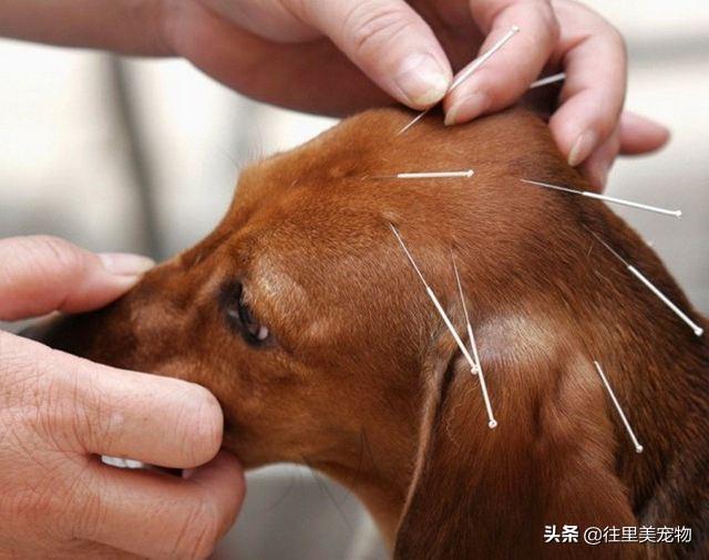 在中国有4000多年历史的动物针灸技术，为何在美国发展的那么好？