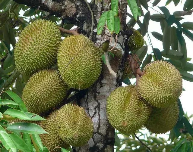 马来西亚行二：热带雨林气候，烈日不难耐，水果丰盛，榴莲为果王
