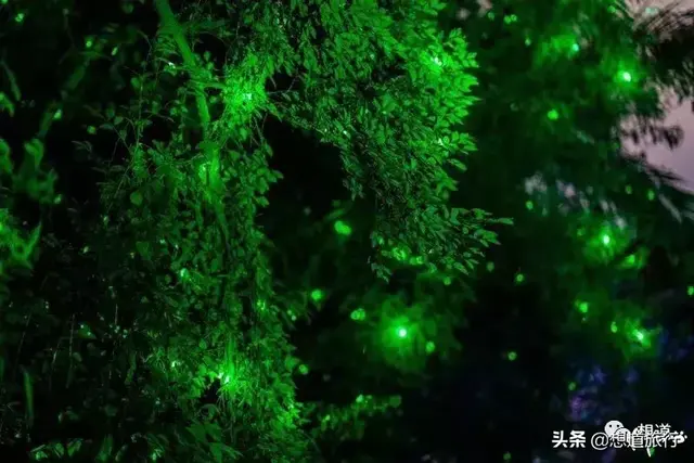 厦门又火了！上万只萤火虫涌入！一起去探秘7万㎡光影魔法森林