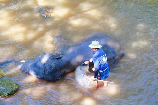 动物主题旅游大火，这4个发展趋势、5大创新开发策略要了解