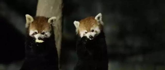 野生动物园夜间特色动物园明晚开放，如何让游客玩尽兴，又保证动物正常作息不受干扰？