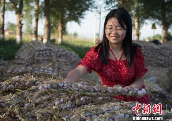 祁连山下千亩紫皮大蒜丰收热销海内外