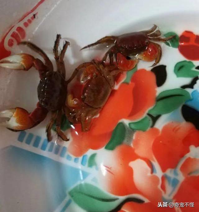 给闺女买的新宠物，红彤彤的大螃蟹，这个怎么养？