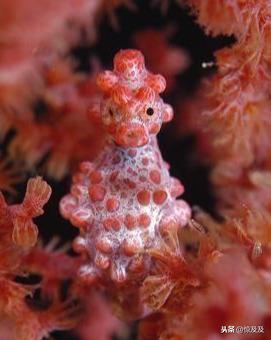 有趣奇怪的海马种类盘点！绝对有你没见过的