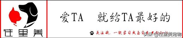 一条经典红白锦鲤，居然价值2000万！难怪会被称为“水中活宝石”