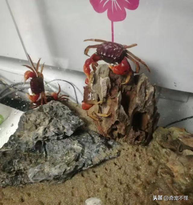 给闺女买的新宠物，红彤彤的大螃蟹，这个怎么养？