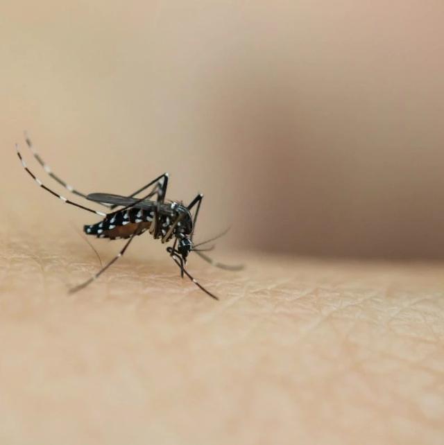 泰国度蜜月感染“致命病毒”，妻子身亡！目前尚无特效药