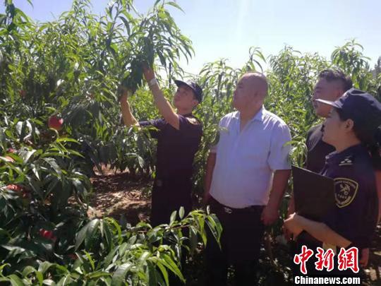 甘肃鲜活农产品走俏国际市场 企业通关享“加速度”