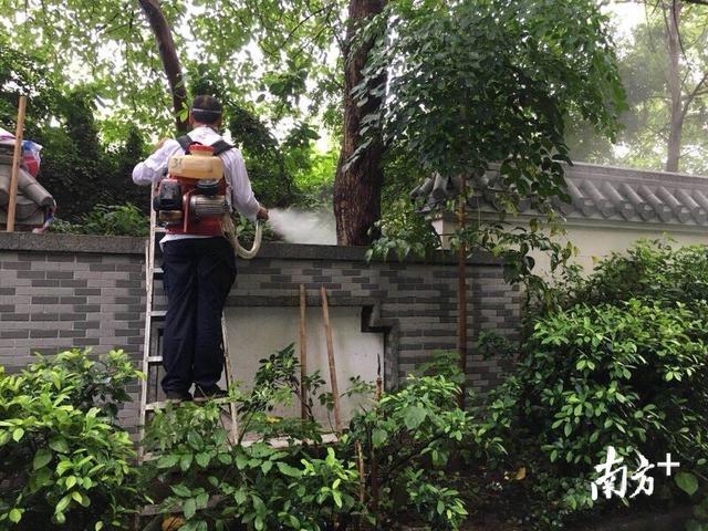 广东登革热境外输入与本地病例增加！出现这些症状要当心