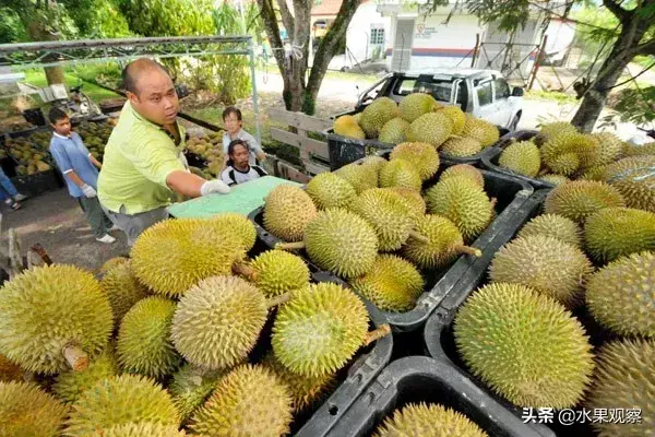 榴莲出口大增威胁马来西亚森林