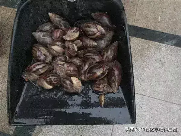 注意！这种蜗牛不能碰！食用可致脑膜炎，对蔬菜危害极大