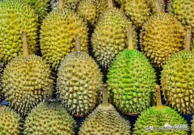 泰国榴莲强势来袭 出口位居世界第一