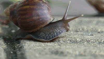 别吃！别碰！这个坏东西已扩散到广西，看到请弄死它