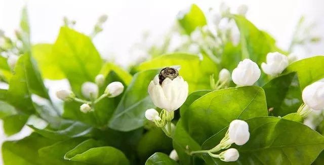 华人圈畅销750000罐，中秋节全家都爱喝的珠形茉莉花茶