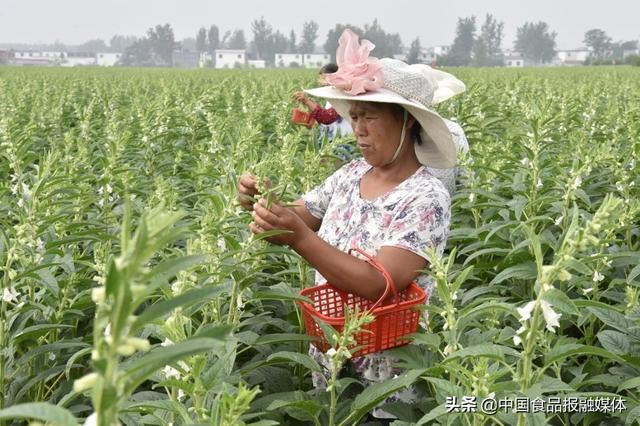 盛世“芝”声，舆乡起航——河南省平舆县白芝麻产业发展纪实