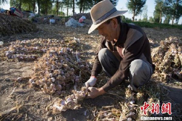 祁连山下千亩紫皮大蒜丰收热销海内外