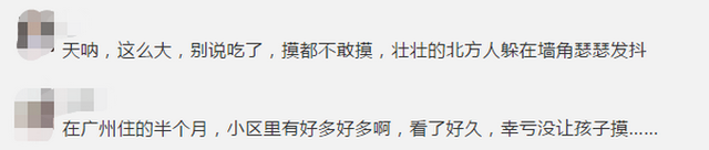 一只手那么大的蜗牛！千万别碰！“巨型蜗牛”能吃能生，让吃货都望而却步