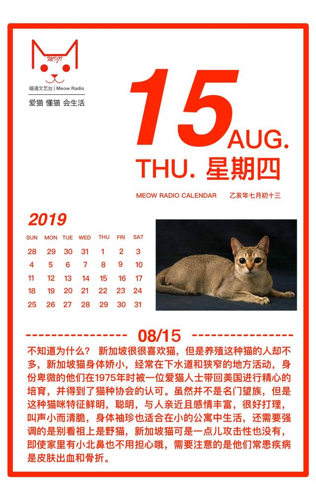 猫咪日历 MeowCalendar 8月15日 迷你流浪汉新加坡猫