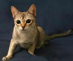 世界上最小的猫种--新加坡猫
