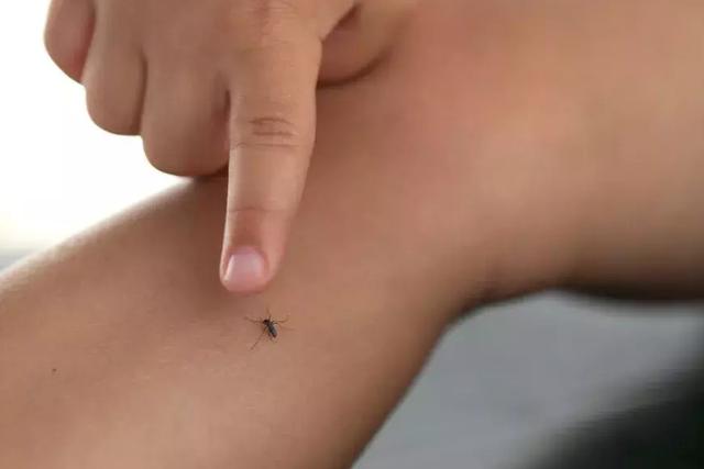 泰国度蜜月感染“致命病毒”，妻子多器官衰竭身亡！目前尚无特效药