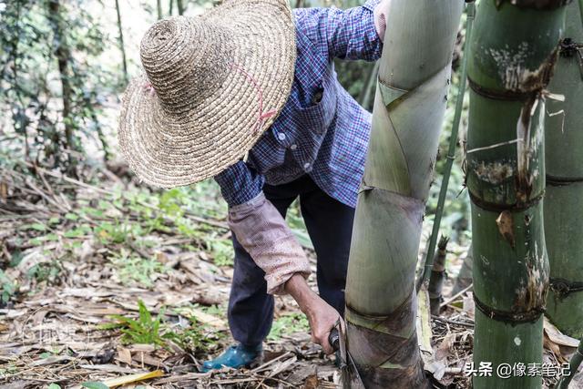 这里与世隔绝，村民上山采摘竹笋，历经两个月做出美味竹笋