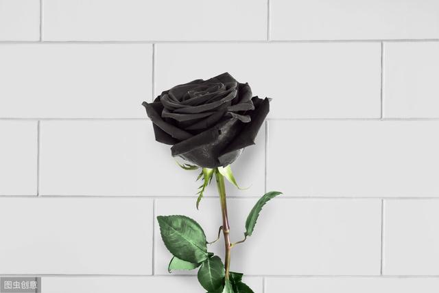 黑色的花，不一样的美
