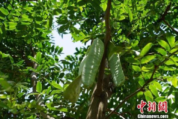 贵州织金猫场镇：皂角树成“摇钱树”产品远销海内外