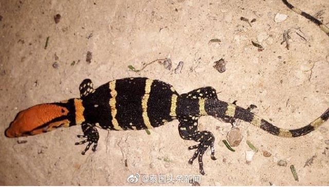 泰国甲米府惊现红橙色蜥蜴引热议